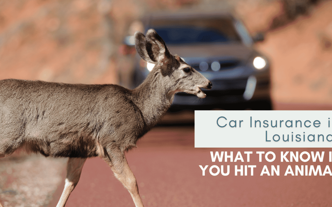 Car Insurance in Louisiana: What to Know If You Hit an Animal